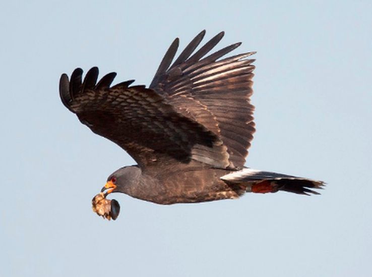 snail kite