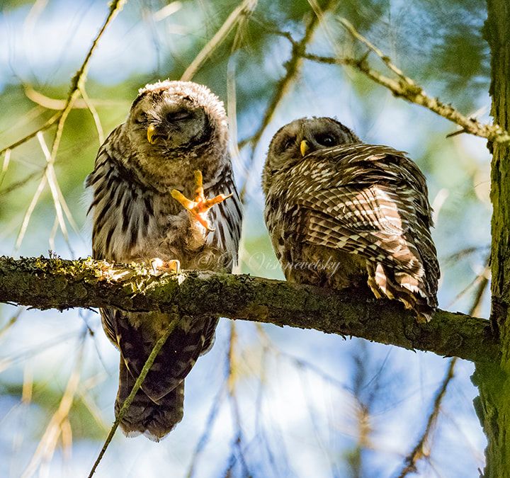 barred owl