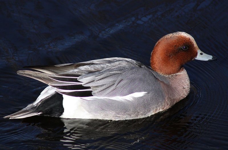  Eurasian-wigeon